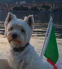 Immagine Westie