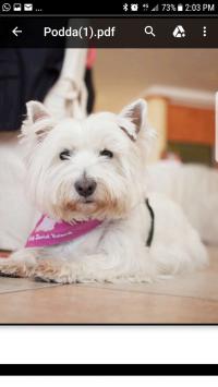 Immagine Westie