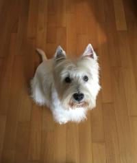 Immagine Westie