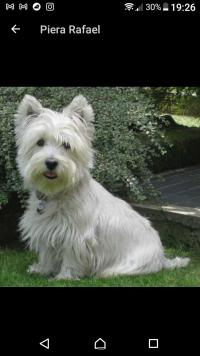 Immagine Westie