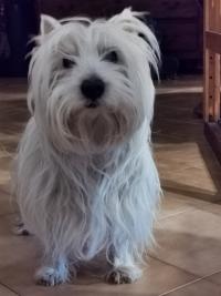 Immagine Westie