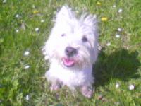 Immagine Westie