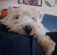 Immagine Westie