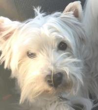 Immagine Westie