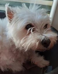 Immagine Westie