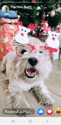 Immagine Westie