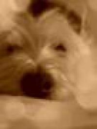Immagine Westie