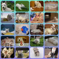 Immagine Westie