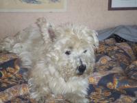 Immagine Westie