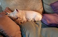 Immagine Westie