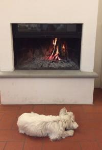 Immagine Westie