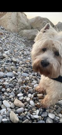 Immagine Westie