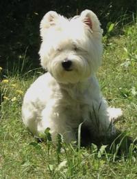 Immagine Westie
