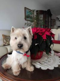 Immagine Westie