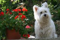 Immagine Westie