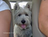 Immagine Westie