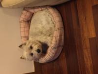 Immagine Westie