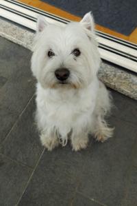 Immagine Westie