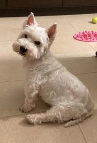 Immagine Westie