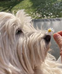 Immagine Westie
