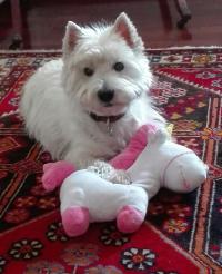 Immagine Westie