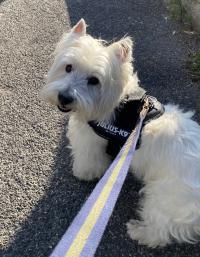 Immagine Westie