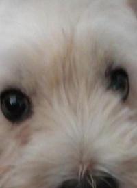 Immagine Westie