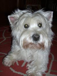 Immagine Westie
