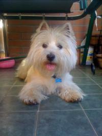 Immagine Westie