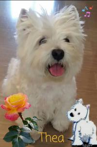 Immagine Westie