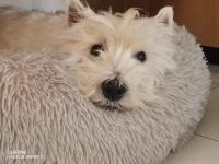 Immagine Westie