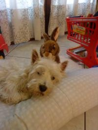 Immagine Westie