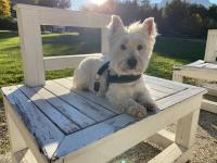 Immagine Westie