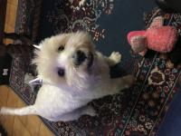 Immagine Westie