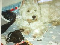 Immagine Westie