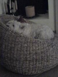 Immagine Westie