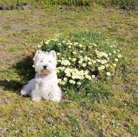 Immagine Westie
