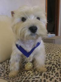 Immagine Westie