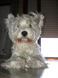 Immagine Westie