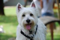 Immagine Westie