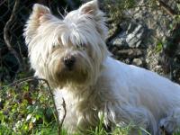 Immagine Westie