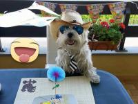 Immagine Westie