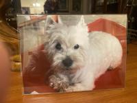 Immagine Westie