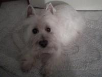 Immagine Westie