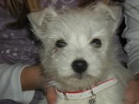 Immagine Westie