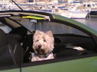 Immagine Westie