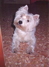 Immagine Westie