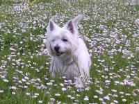 Immagine Westie
