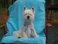 Immagine Westie