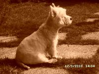 Immagine Westie